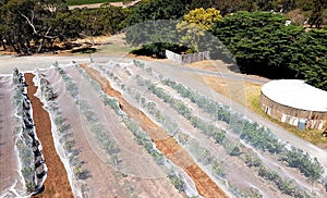 Vineyard with bird nets, McLaren Vale