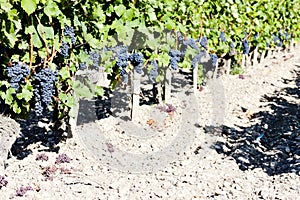 vineyard with blue grapes in Bordeaux Region, Aquitaine, France