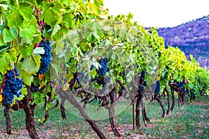 Vineyard of blue grapes