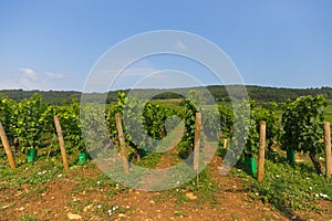 Vineyard with blue sky near Dijon photo