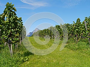 Vineyard with blue wine grapes