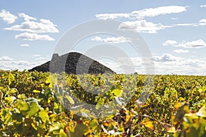 Vineyard with bombo traditional building in La Mancha plain photo