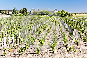Vineyard in Bordeaux Region