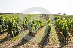 Vineyard in Bordeaux Saint Emilion France in sunny day