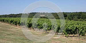 Vineyard - Bordeaux Vineyard-France, beautiful under blue sky