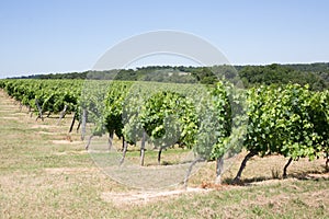 Vineyard - Bordeaux Vineyard-France, beautiful under blue sky