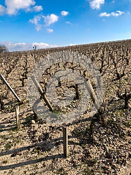 Vineyard in Bordeaux in the Winter