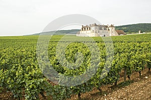 Vineyard, Bourgogne Burgundy.