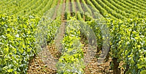 Vineyard in Bourgogne, Burgundy