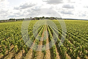 Vineyard in Bourgogne, Burgundy