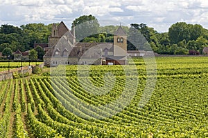 Vineyard in Bourgogne, french village.