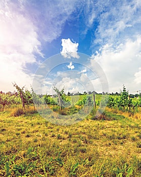 Vineyard on bright summer day under blue sky with white clouds in Vienna