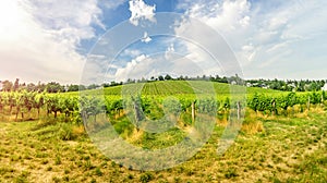 Vineyard on bright summer day under blue sky with white clouds in Vienna