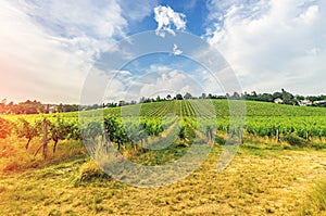 Vineyard on bright summer day under blue sky with white clouds in Vienna Austria