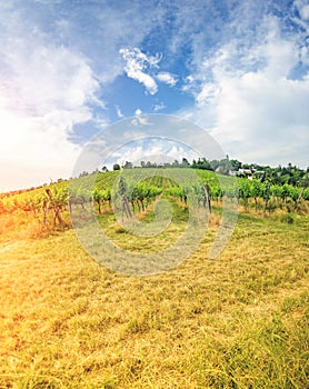 Vineyard on bright summer day under blue sky with white clouds in Vienna