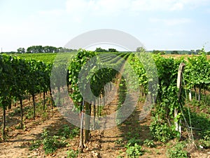 Vineyard in burgenland