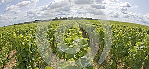 Vineyard in Burgundy. Cote de Nuits. France photo