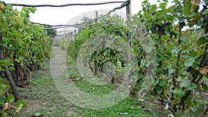 Vineyard, bushes of grapes