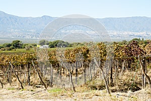 Vineyard - Cafayate - Argentina