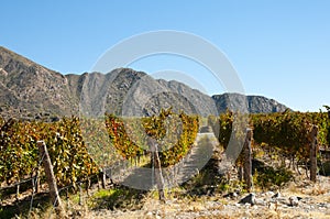 Vineyard - Cafayate - Argentina