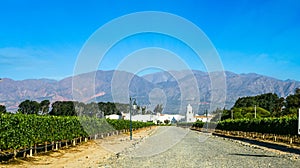 Vineyard in Cafayate, Argentina