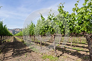 Vineyard in California