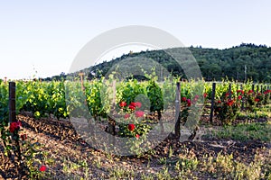 Vineyard in California