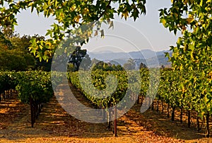 Vineyard in California at sunset