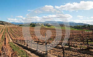 Vineyard in California wine growing region in the USA