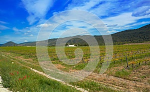 vineyard at Camino de Santiago Levante photo