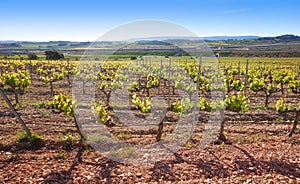 vineyard at Camino de Santiago Levante photo