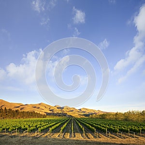 Vineyard in Canterbury, New Zealand