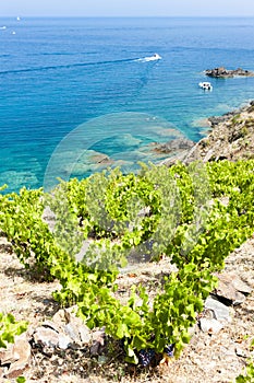 vineyard on Cap de Peyrefite near Cerbere, Languedoc-Roussillon