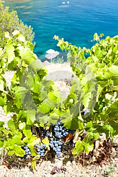 vineyard on Cap de Peyrefite near Cerbere, Languedoc-Roussillon