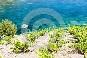 vineyard on Cap de Peyrefite near Cerbere, Languedoc-Roussillon