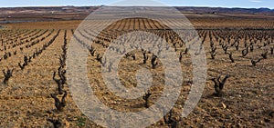 Vineyard in CariÃÂ±ena, Zaragoza photo