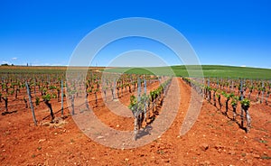 Vineyard in Castile La Mancha of Spain