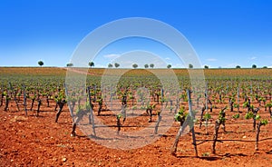 Vineyard in Castile La Mancha of Spain