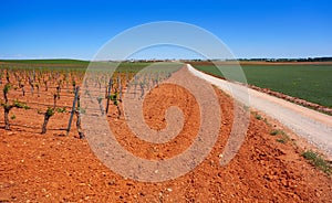 Vineyard in Castile La Mancha of Spain