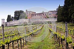 Vineyard and castle