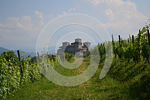 Vineyard and Castle photo