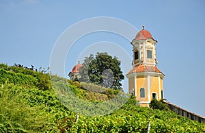 Vineyard at Castle Stainz, Styria, Austria