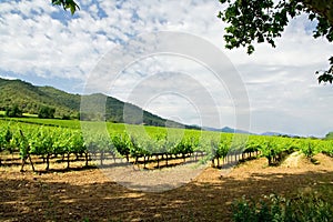 Vineyard in Catalonia photo