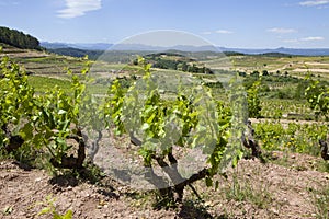 Vineyard, Catalonia photo