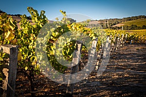 A vineyard in central California