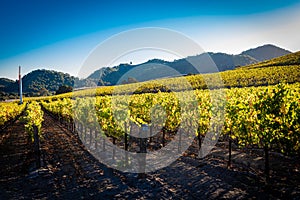 A vineyard in central California