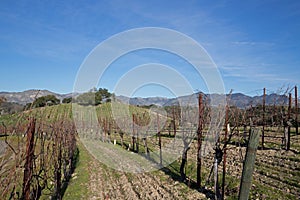 Vineyard in Central California USA