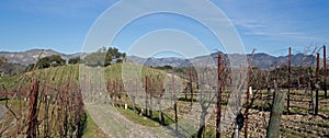 Vineyard in Central California USA