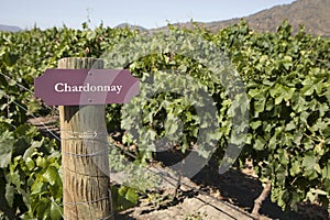 Vineyard - Chardonnay