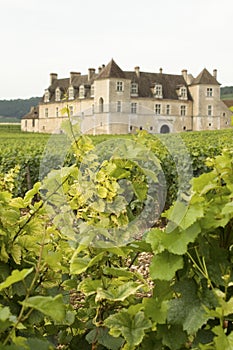 Vineyard, Chateau Bourgogne Burgundy